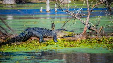 A large American Crocodile in Abbeville, Louisiana