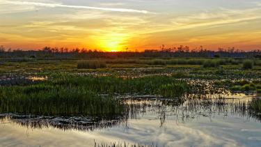 Landscape of a swamp with the sun settings