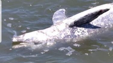 Floating Dead Dolphin